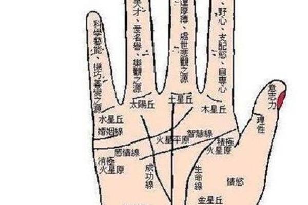如何看掌纹线算命女性 智慧线长度适中进取心强