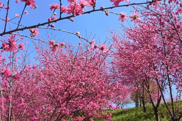 【测试】春天到了，你的桃花会开吗？