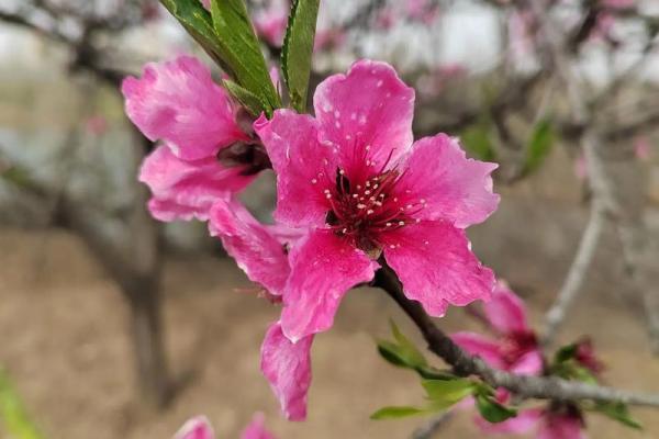 【测试】春天到了，你的桃花会开吗？