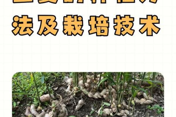 种生姜 风水