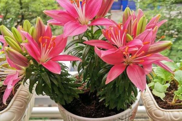 风水一年四季都不死的花都有哪些类型