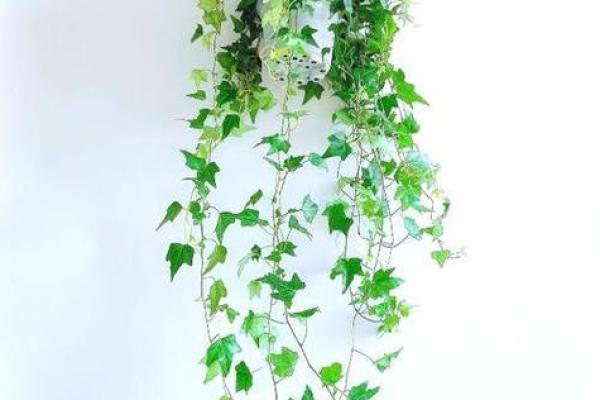 绿萝风水_进门看绿植好吗
