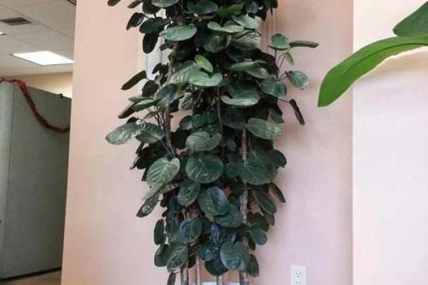 绿萝风水_进门看绿植好吗