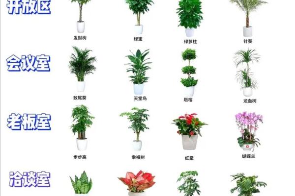 办公室花卉摆放风水 小小的一盆花也有讲究