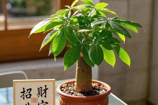 风水如何开运，用有灵性的植物