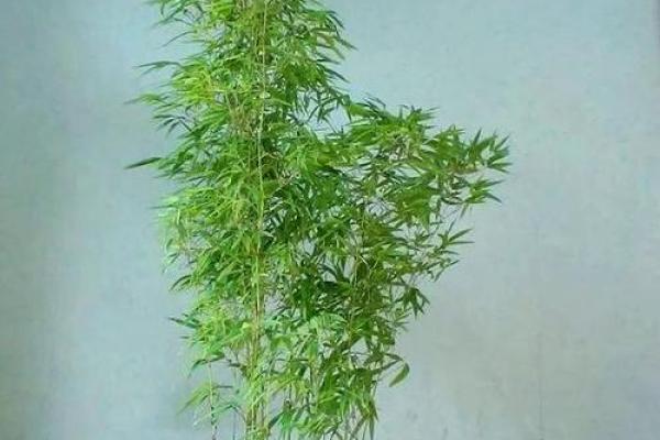 风水如何开运，用有灵性的植物