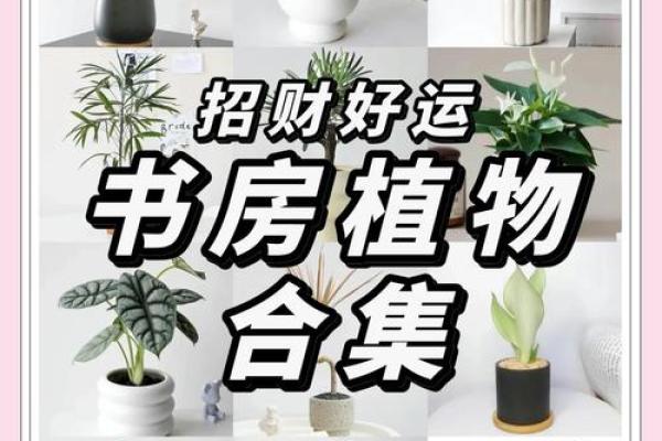 风水选择书房放什么植物好有助于学习氛围